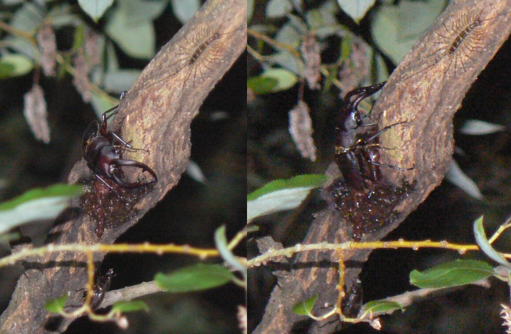 ヤナギ林のその他のヤナギの枝先_ノコギリクワガタのペアと1♀_2021年7月7日(梅雨の雨続きの一時的な曇り）_20時10分頃 気温25度